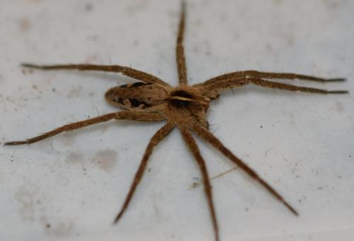 Pisaura mirabilis